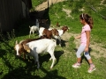 feeding goats