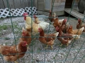 How many hans are on the farm? :)