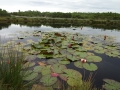 Water lilies