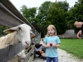 Feeding the animals