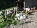 Kosilo za koze