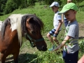 Kosilo za konje, drugi obrok