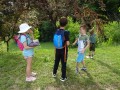 picking plums