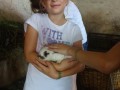 Rabbits