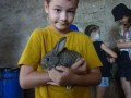 Rabbits