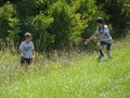 Grasshoppers