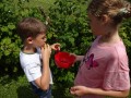 Berry pickers