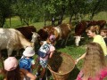 Feeding the cow