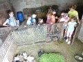 Meeting bunnies