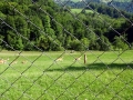 Deers...