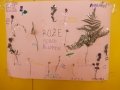 Rože