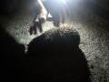Night visitor.