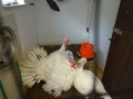 Turkey