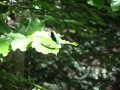 A dragonfly