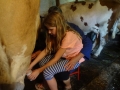 Milking cows.