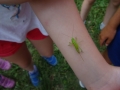 Grasshopper :)