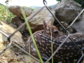 Fallow deer.