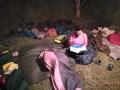 Sleeping on the hay.