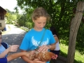 hen