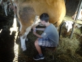 Milking the cow